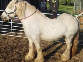 Cob for sale