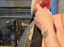 2 galah cockatoo