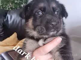 Blonde german shepherd hot sale puppies for sale