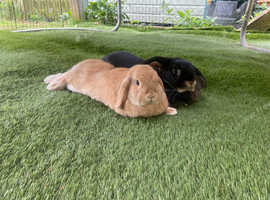 Female and Neutered male mini lop looking for new home