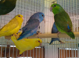 Baby Parrotlets Available