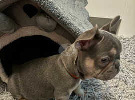 Special home needed for a special girl 8 week old KC registered French bulldog puppy