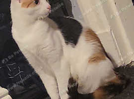 Calli the cat