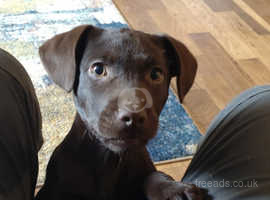 Patterdale X Labrador (Labradale). Both Parents can be seen. Chocolate Males remaining.