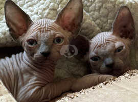 Canadian Sphynx girls are ready for their new home!!