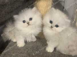 British LH  Silver Shaded  Kittens