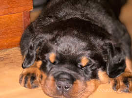 Rottweiler pup 1 girl ready 14th may really chunky