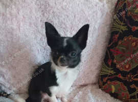black cream chihuahua for sale