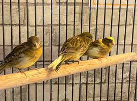 Very Beautiful Baby Canaries in Kidderminster DY10 on Freeads ...