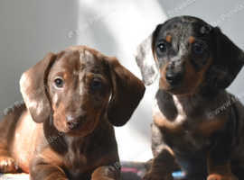 Mini smooth dachshunds