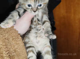 Tabby female and 2 kittens for sale