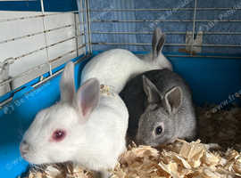 Baby rabbit