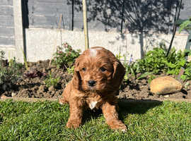 1 Beautiful MALE Red F1 Cavapoo Puppy