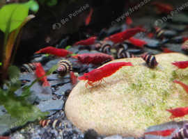 Fire Red cherry shrimp grade A + B