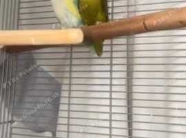 beautiful birds