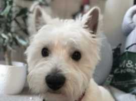Looking to breed my west highland terrier
