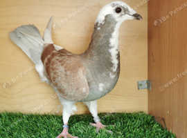 Young racing pigeons