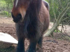 Gelding and a mare