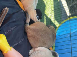 Adorable pug x puppies for sale