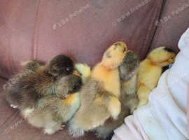 5 ducklings