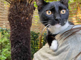 FOUND!!!! Missing Black and White cat London