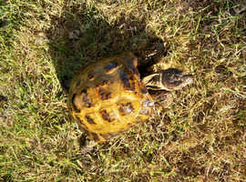 Horsefield Tortoise, Male  5 years old, lives in the garden in the warm summer months, and then in the warmth of a lamp in winter in house or shed  ve