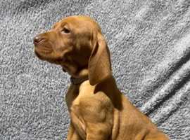 Beautiful Hungarian Vizslas puppies looking for their forever homes