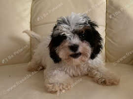 Stunning boy cavapoo for sale