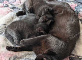 Adorable black tabby kittens looking for forever homes!