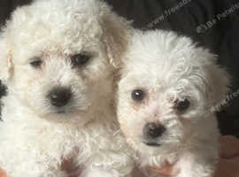 Pure Bred Bichon Frise puppies READY NOW!!!