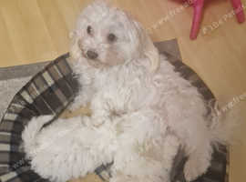 Maltese cockapoo best sale mix for sale