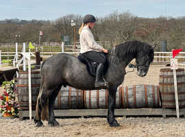 Irish draught x Friesian gelding