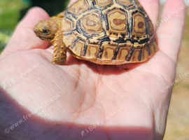 Baby leopard tortoise