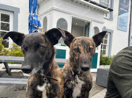 Lurcher X Collie