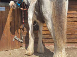 Maxi cob colt yearling Lionheart bred make 16h