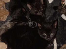 Pure black kittens for hot sale sale