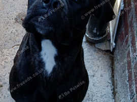 Cane corso cross mastiff