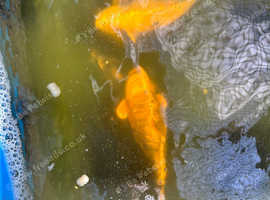 Koi Carp