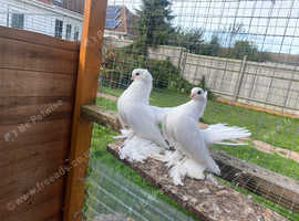 Siberian Omski Russian For sell