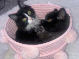 Twin sisters kittens
