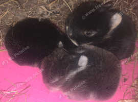 Netherland dwarfs
