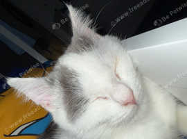 6 months old kitten for adoption