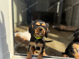 Cavalier King Charles  last puppy ready to go