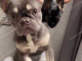Lola the French bulldog.