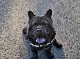 2 year old chow chow