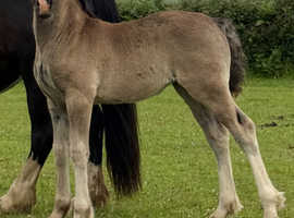 Top Class filly foal