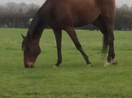 17 hh Ex racer
