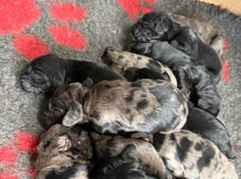 Beautiful F2 cockapoo pups