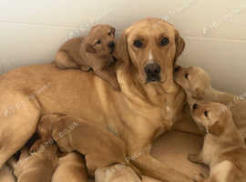 KC  Labrador puppies
