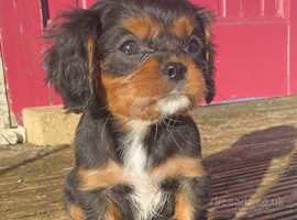 Gorgeous male King Charles puppy